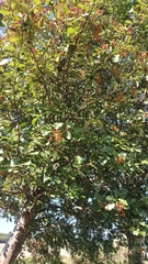 Scandosorbus intermedia