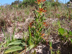Wachendorfia multiflora