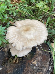 Lepiota clypeolaria