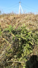 Urtica cannabina