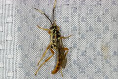 Cratichneumon