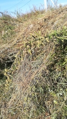 Urtica cannabina