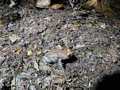 Pseudophryne australis