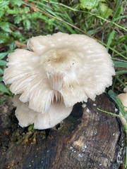 Lepiota clypeolaria