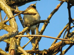 Schoeniophylax phryganophilus