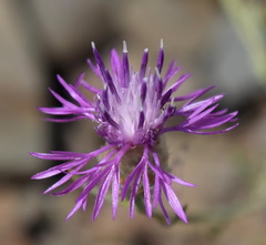 Centaurea sterilis