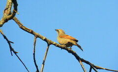 Agelaioides badius
