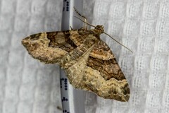 Xanthorhoe lacustrata