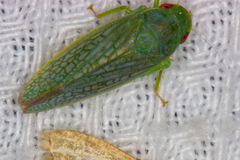 Gyponini
