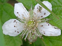 Rubus caesius