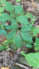 Parthenocissus quinquefolia