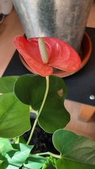 Anthurium andraeanum