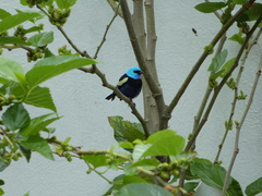 Stilpnia cyanicollis