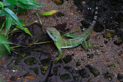 Physignathus cocincinus