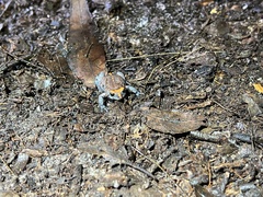 Pseudophryne australis