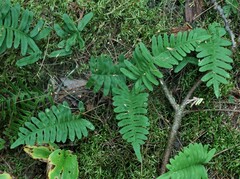 Polypodium virginianum