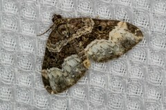 Euphyia intermediata