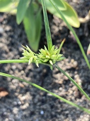 Cyperus lupulinus