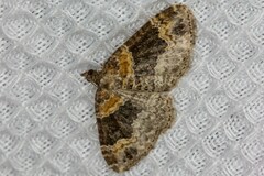 Xanthorhoe