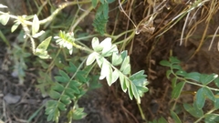 Sibbaldianthe bifurca