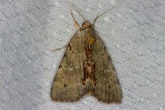 Catocala grynea