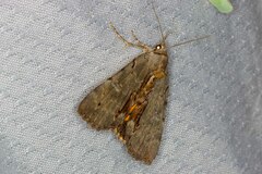 Catocala grynea