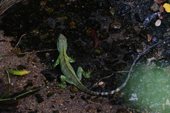 Physignathus cocincinus
