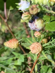Taxodiomyia cupressiananassa
