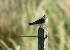 Tachycineta leucorrhoa