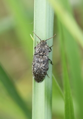 Agrypnus murinus