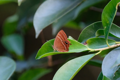 Abisara echerius