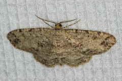 Melanolophia canadaria