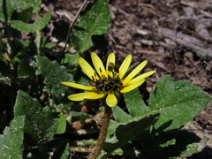 Arctotheca calendula
