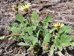 Arctotheca calendula