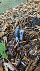 Coprinopsis lagopus