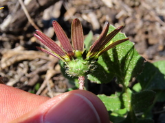Arctotheca calendula