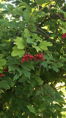 Viburnum opulus