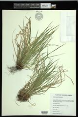 Carex jamesii