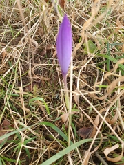Crocus nudiflorus
