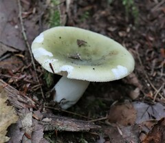 Heterophyllidia