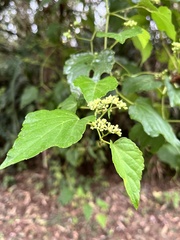 Ampelopsis glandulosa hancei