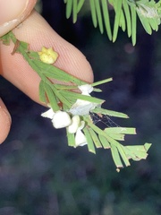 Taxodiomyia cupressi