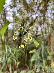 Ampelopsis glandulosa hancei