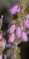 Erica garciae