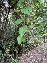 Ampelopsis glandulosa hancei