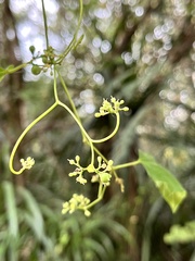 Ampelopsis glandulosa hancei