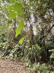 Ampelopsis glandulosa hancei