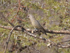 Poicephalus rueppellii