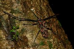 Acrocinus longimanus