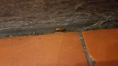 Ectobius vittiventris